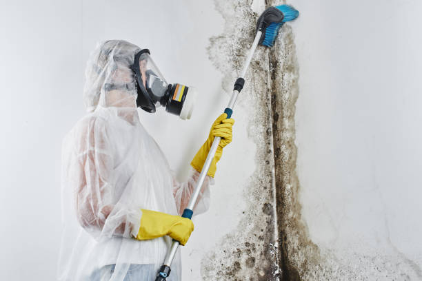 Best Crawl Space Mold Removal  in West Allis, WI