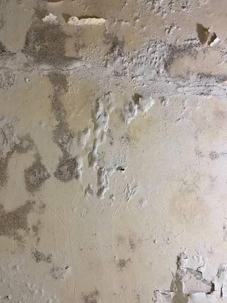 Best Certified Mold Removal  in West Allis, WI