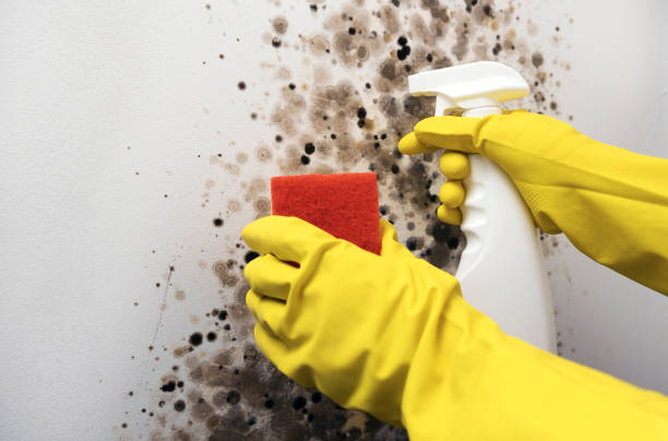 Best Crawl Space Mold Removal  in West Allis, WI