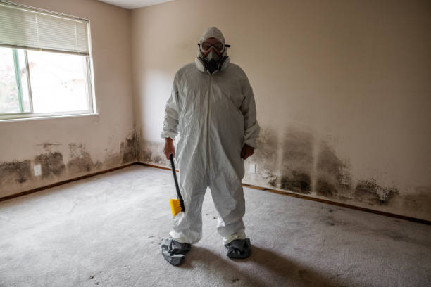 Trusted West Allis, WI Mold Removal Experts